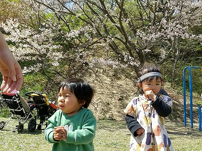 児デ桜5.jpg