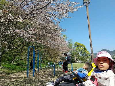 児デ桜7.jpg