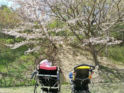 児デ桜9.jpg